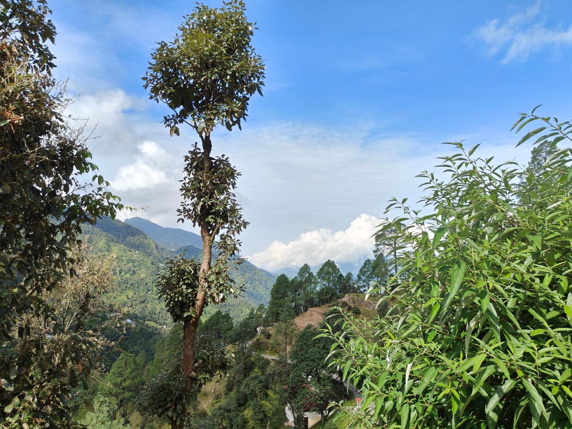 Himwanderer Camps & Cottages Pangot Найнитал Экстерьер фото